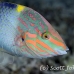 wrasse_checkerboard_sjc_si_h_0282_egy1926.jpg
